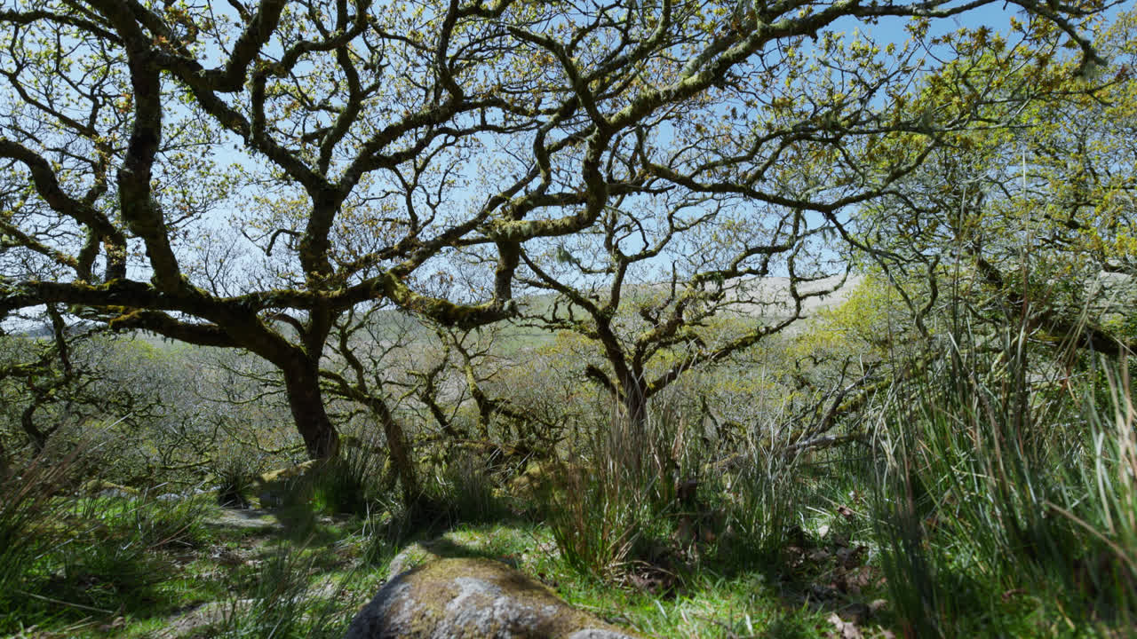 Slider shot in Wistmans Wood shows contorted branches of oakwood forest trees