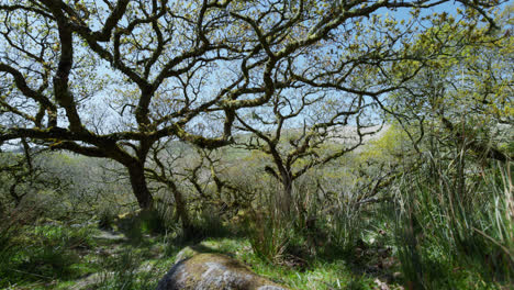 slider shot in wistmans wood shows contorted branches of oakwood forest trees