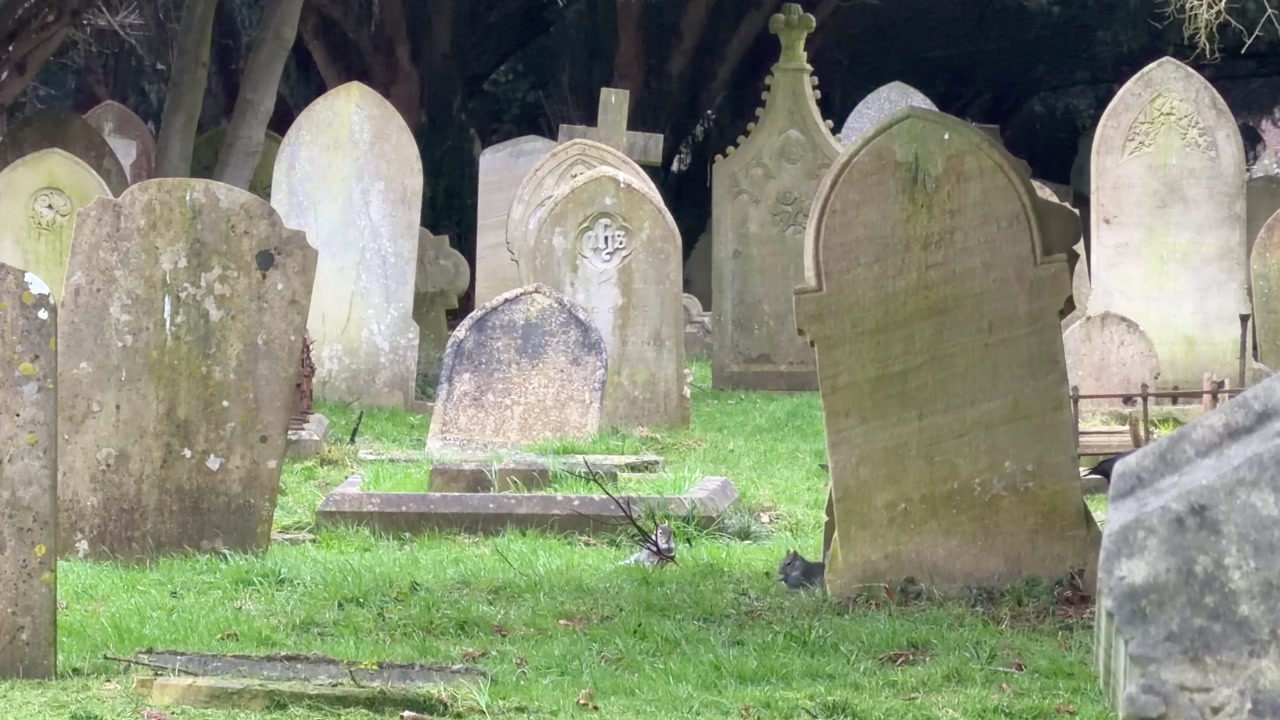 Old cemetery with gravestones and wildlife in England