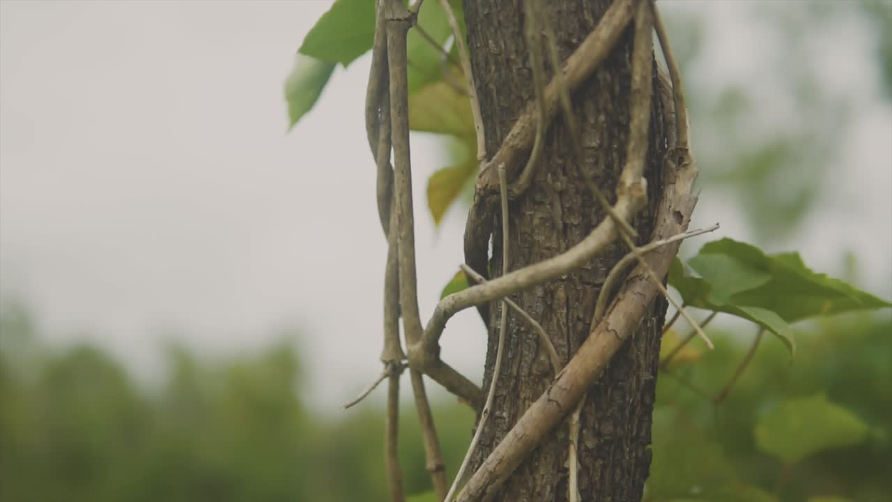 Close up clip of a single tree, moving up the trunk towards leaves, with wrapping climbing plants