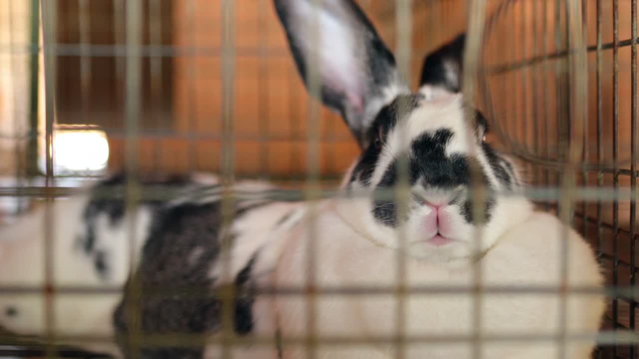 conejo cerrado dentro de la jaula en 4k