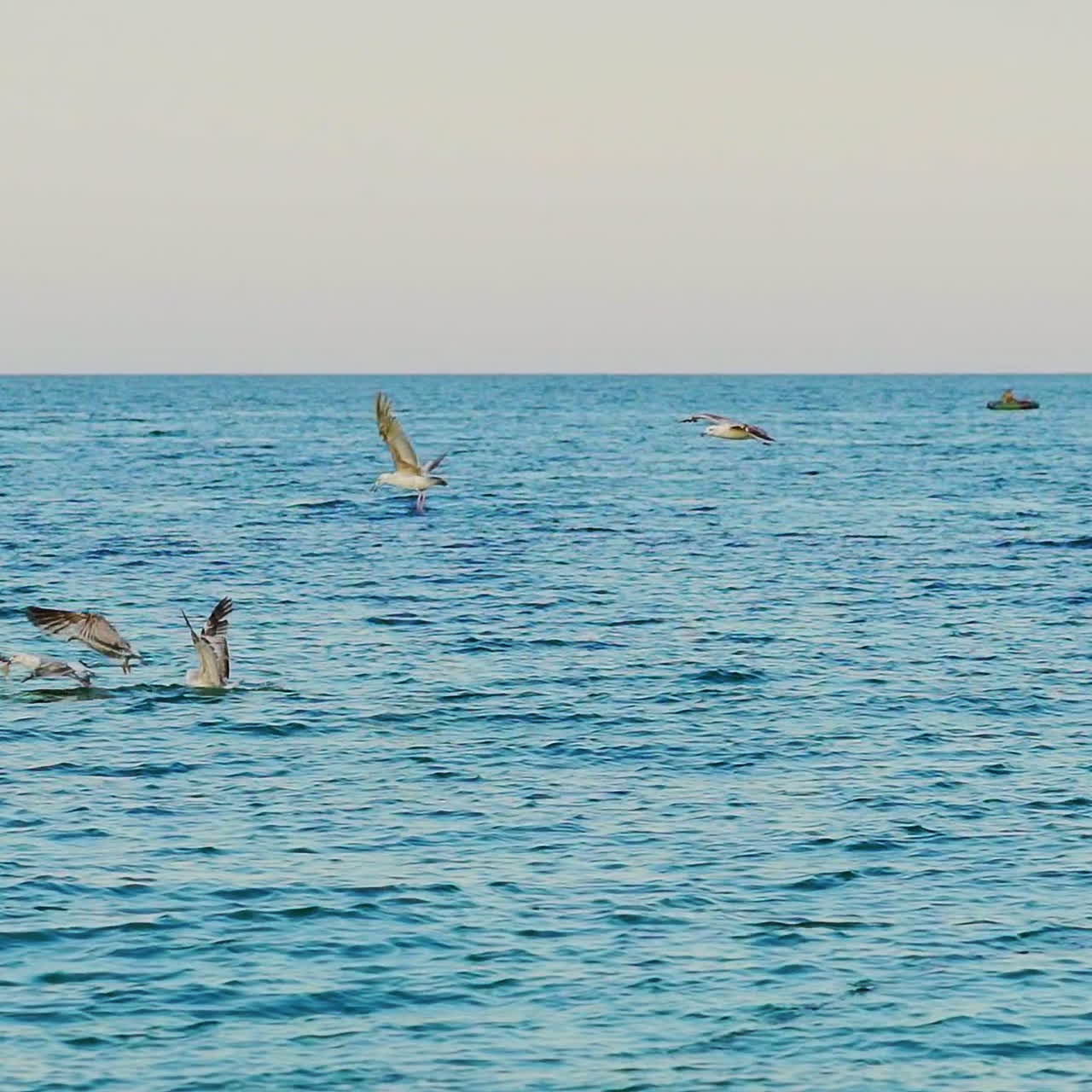 Flock of seagulls flies over the surface of the sea in search of food in the summer. Fishing seabirds. Wonderful landscape.