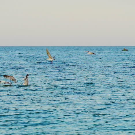 flock of seagulls flies over the surface of the sea in search of food in the summer. fishing seabirds. wonderful landscape.