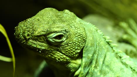 Macro-close-up-of-green-colored-lizard-reptile-resting-outdoors-during-sunny-day