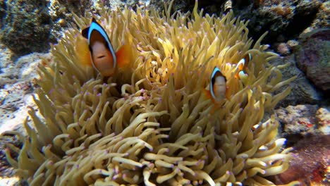 a family of clownfish swims near its home in an anemone