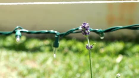 flor y capullos de lavanda