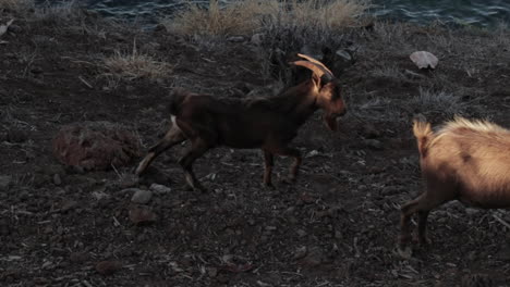 goats slow motion walking in the mountains of kona hawaii