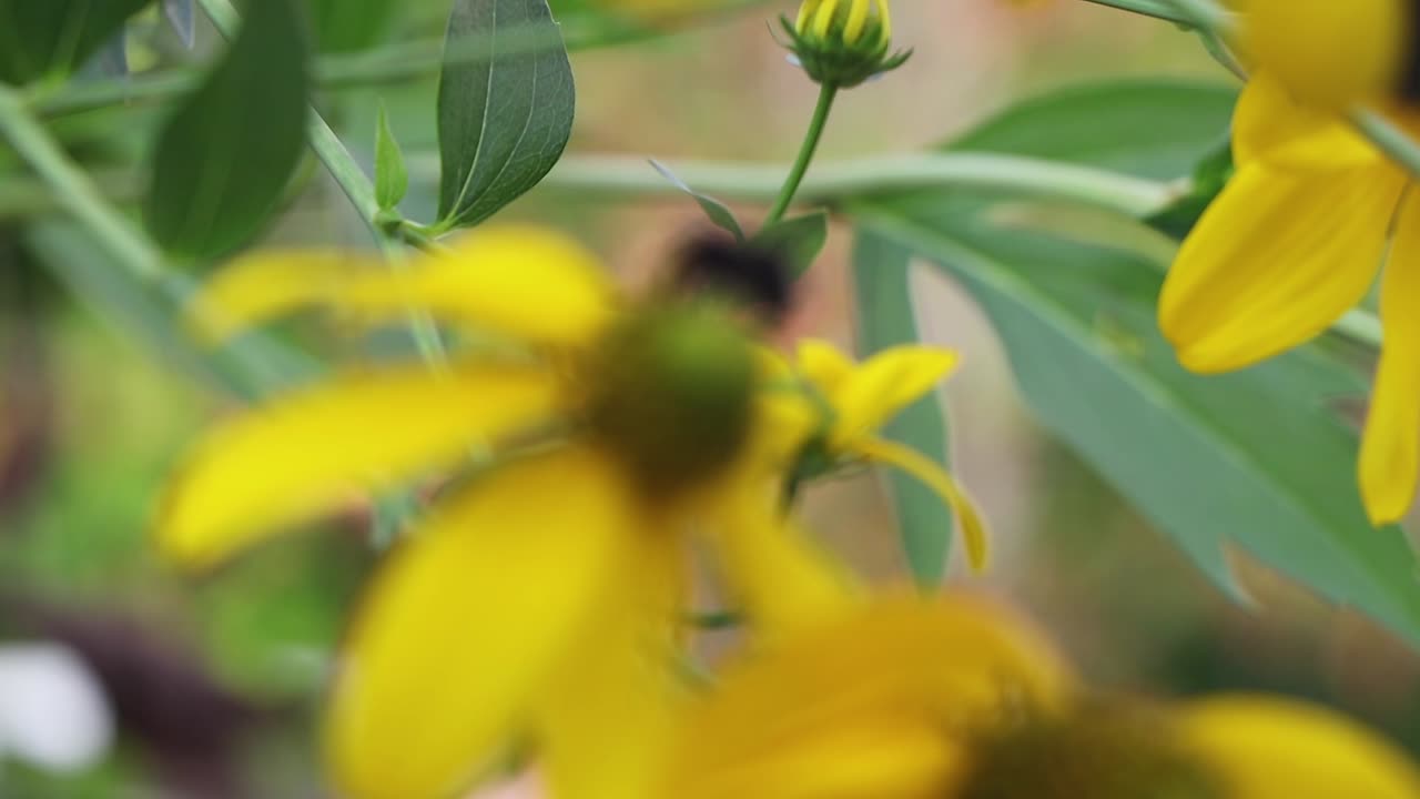 centrándose en una abeja que está recogiendo polen de una flor amarilla y se va volando