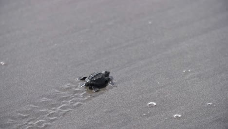 Tortuga-Bebé-Marina-Caminando-En-La-Playa-De-Arena-Mojada-Dejando-Huellas-En-La-Costa