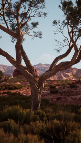 A twisted tree in the desert