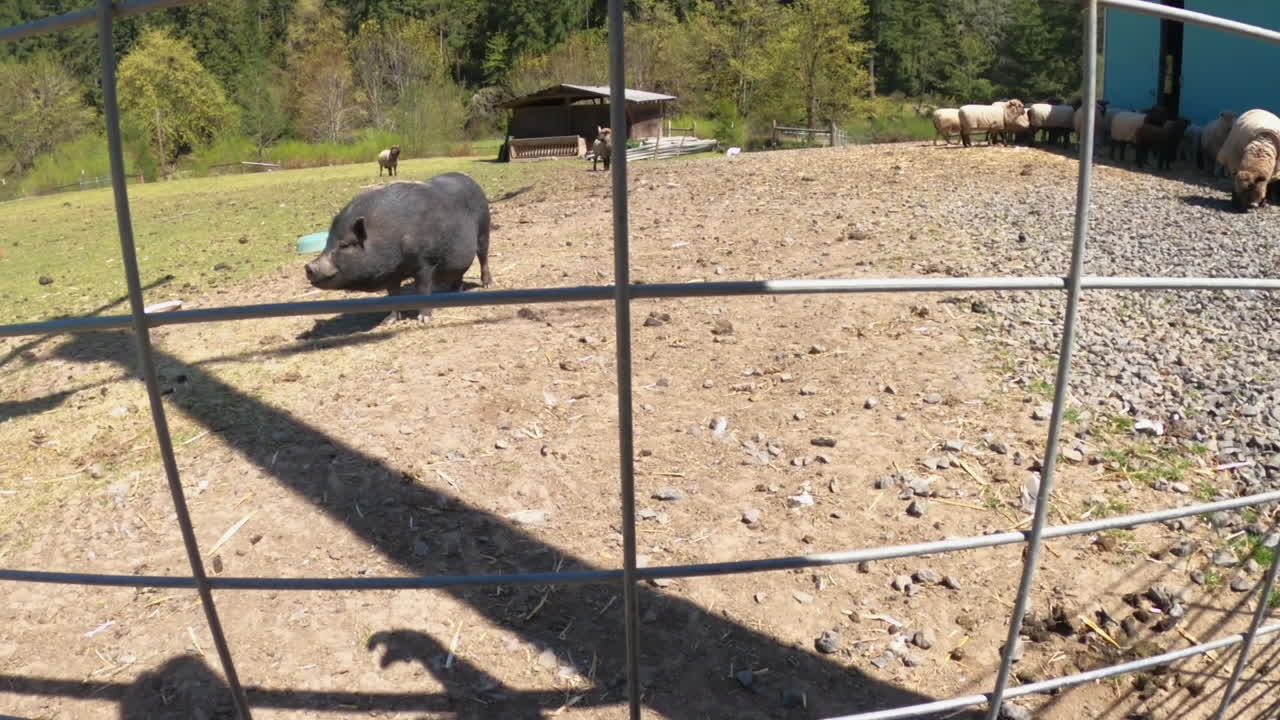 Wide perspective of pig guarding sheep at a rural Oregon farm