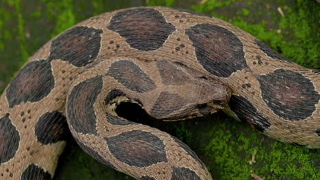 striking attack top view of russell's viper head flicking its forked tongue highly venomous snake