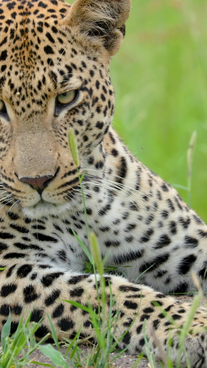 Kruger Ulusal Parkı'nın uzun yeşil çimlerinde kapalı gözlerle huzur içinde dinlenen güzel bir leopar, otantik vahşi yaşamı sergiliyor