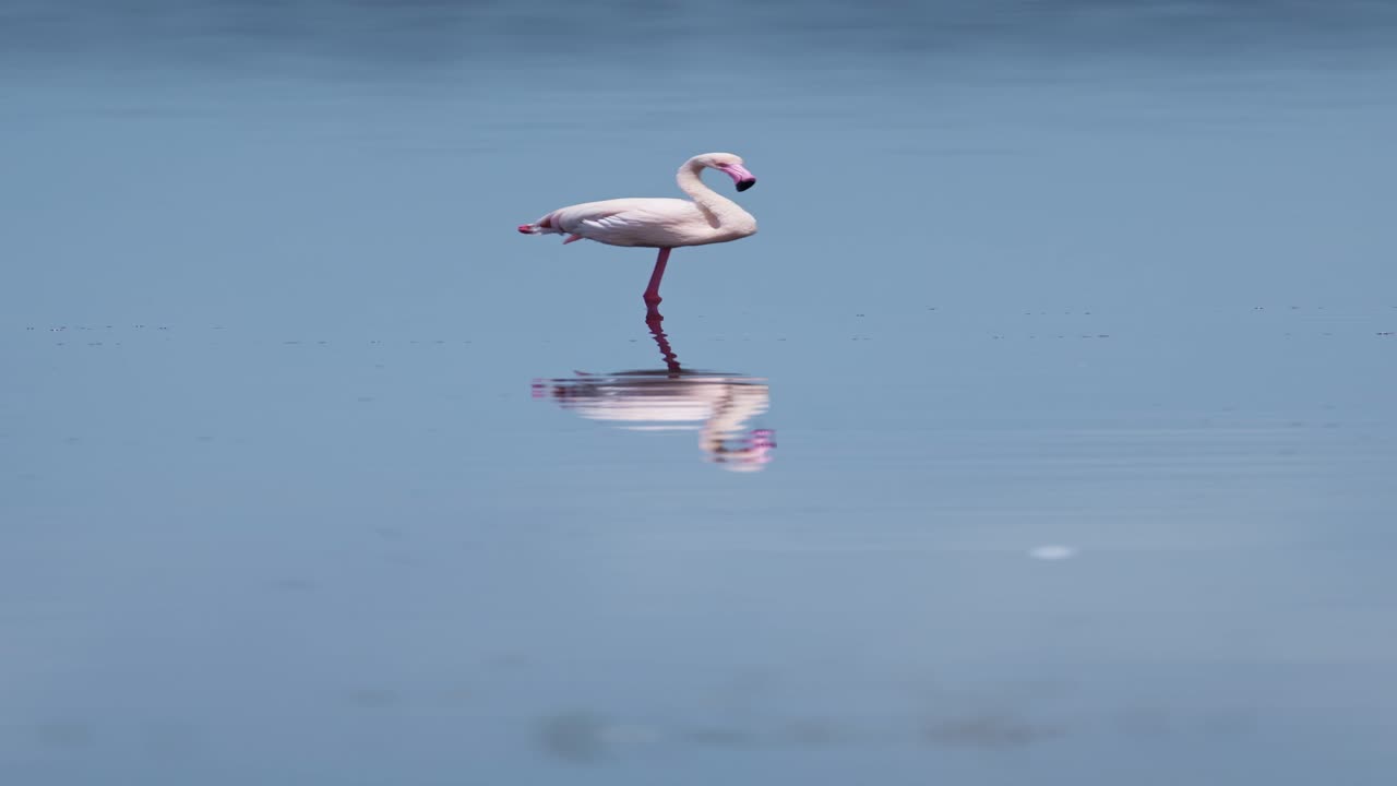 탄자니아의 두투 호수에서 한 다리에 서 있는 플라밍고 (flamingo standing on one leg at ndutu lake in africa) - 탄자니아 두토 국립공원 고롱고로 보호구역에서 소셜 미디어, 인스타그램 릴, 틱을 위한 수직 영상