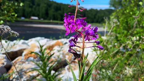 a beautiful day by the water: capturing colorful purple flowers and insects in a serene natural landscape