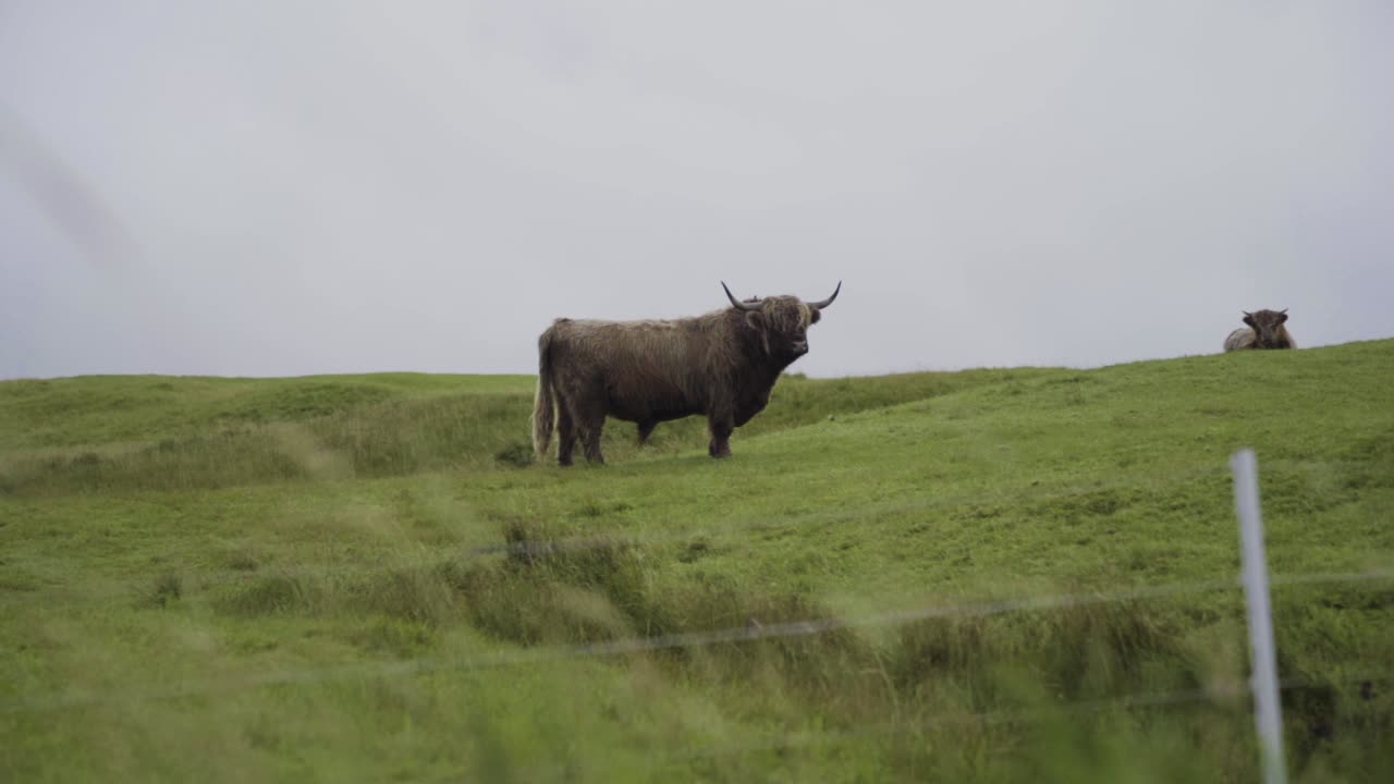 페로 바가르 섬의 푸른 목초지에서 풀을 뜯는 야생 페로 암소의 넓은 샷