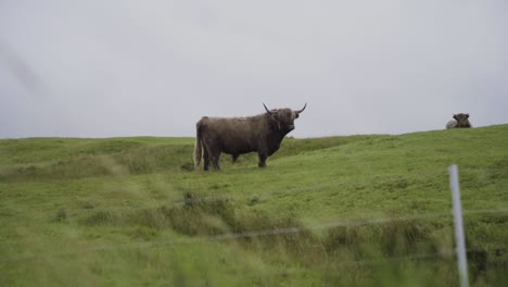 wide shot of wild faroese cow cattle grazing on green pasture on faroe vagar island