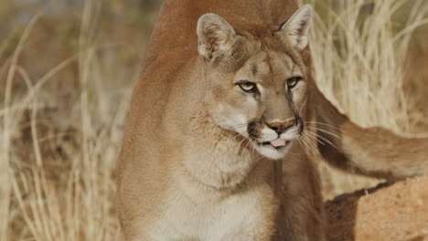 una hermosa hembra de león de montaña acechando a su presa en cámara lenta en un clima árido del desierto - al estilo de un documental de la naturaleza