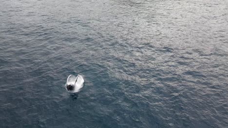 Humpback-Whale-Breach-In-Blue-Ocean-Near-Bondi-Beach