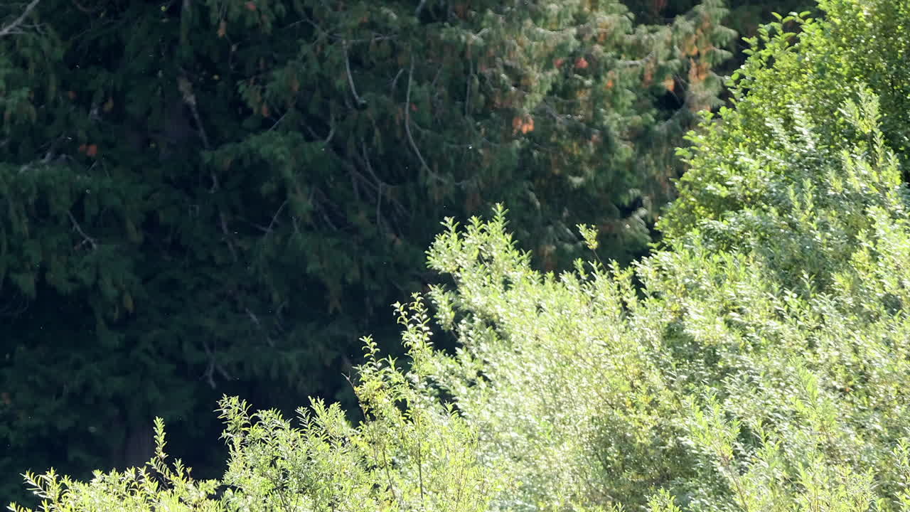 森の b ロール: 逆光に照らされて飛んでいる昆虫と空気中を漂う花粉