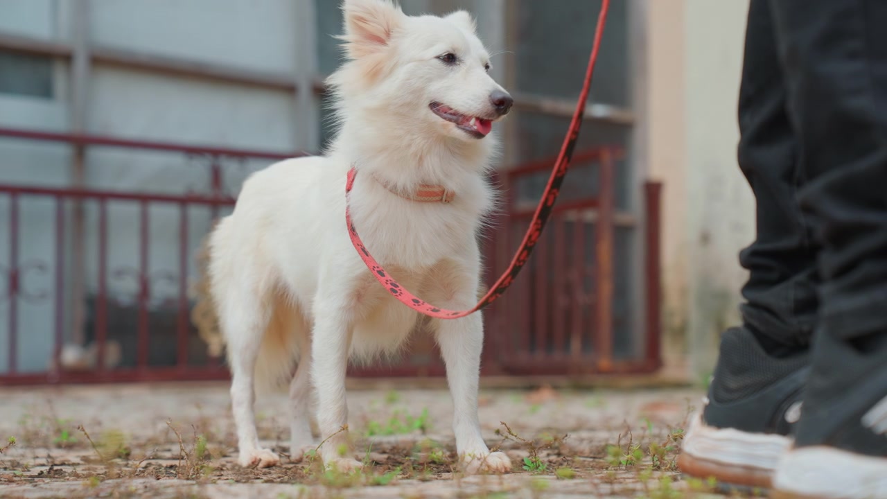 Cane bianco al guinzaglio rosso vicino al proprietario, in piedi su un marciapiede crepato in un cortile recintato, espressione attenta, pelo soffice, leggero scodinzolio, luce diurna nuvolosa, inquadratura intima dal basso.
