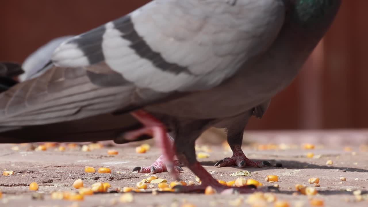Merpati di jalan pejalan kaki bergerak lambat. India Rajasthan.