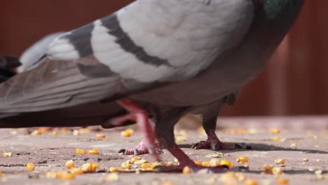 pigeons on the walking street slow motion move. india rajasthan.