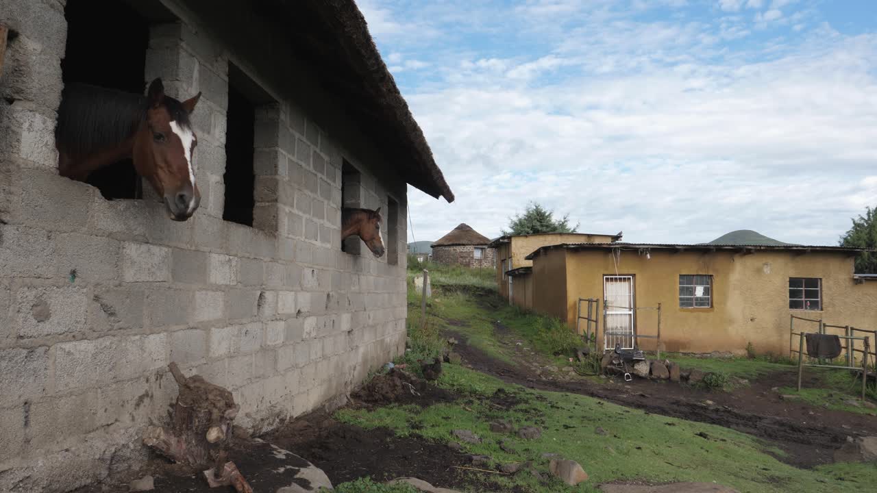 granero de bloques de cemento en semonkong lesotho, dos caballos miran por las ventanas