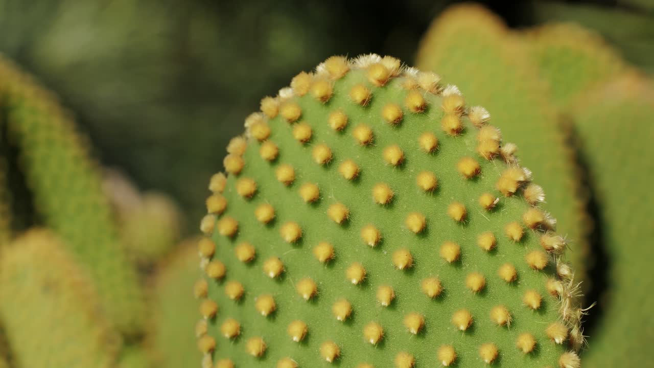 Close up green cactus with yellow spines within a desert environment, city park in Barcelona, Montjuic. African background