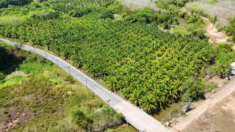 imágenes aéreas de drones capturan una exuberante plantación de aceite de palma de azúcar en la zona rural de tailandia, mostrando vegetación vibrante y carreteras sinuosas
