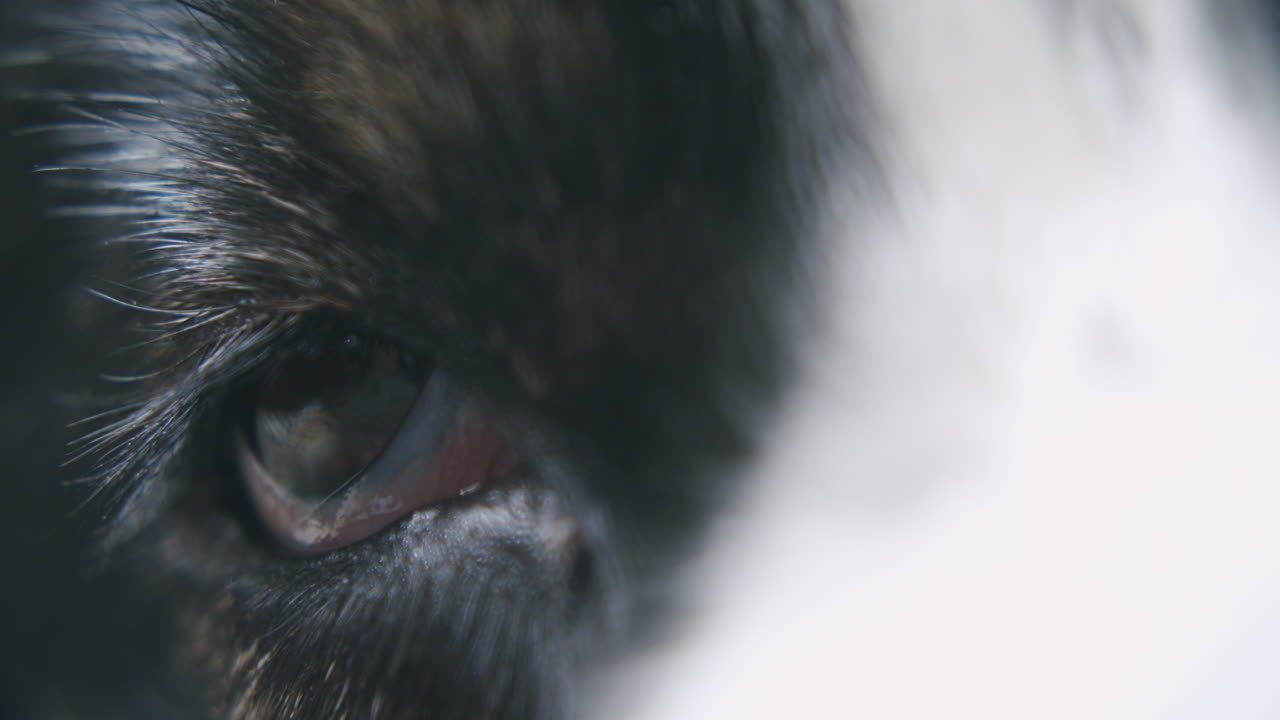 primer plano de un perro pastor australiano soñoliento