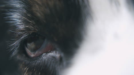 close up shot of a sleepy australian shepherd dog