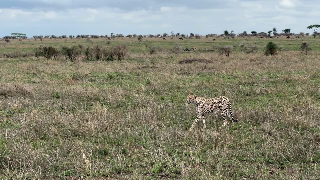 cheetah (acinonyx jubatus) caminando en la sabana en tiempo nublado. parque nacional serengeti, tanzania.