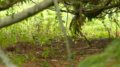 Selbst-In-Freier-Wildbahn-Respektieren-Vögel-Die-Sicherheitsregeln-Für-Soziale-Distanzierungsmaßnahmen