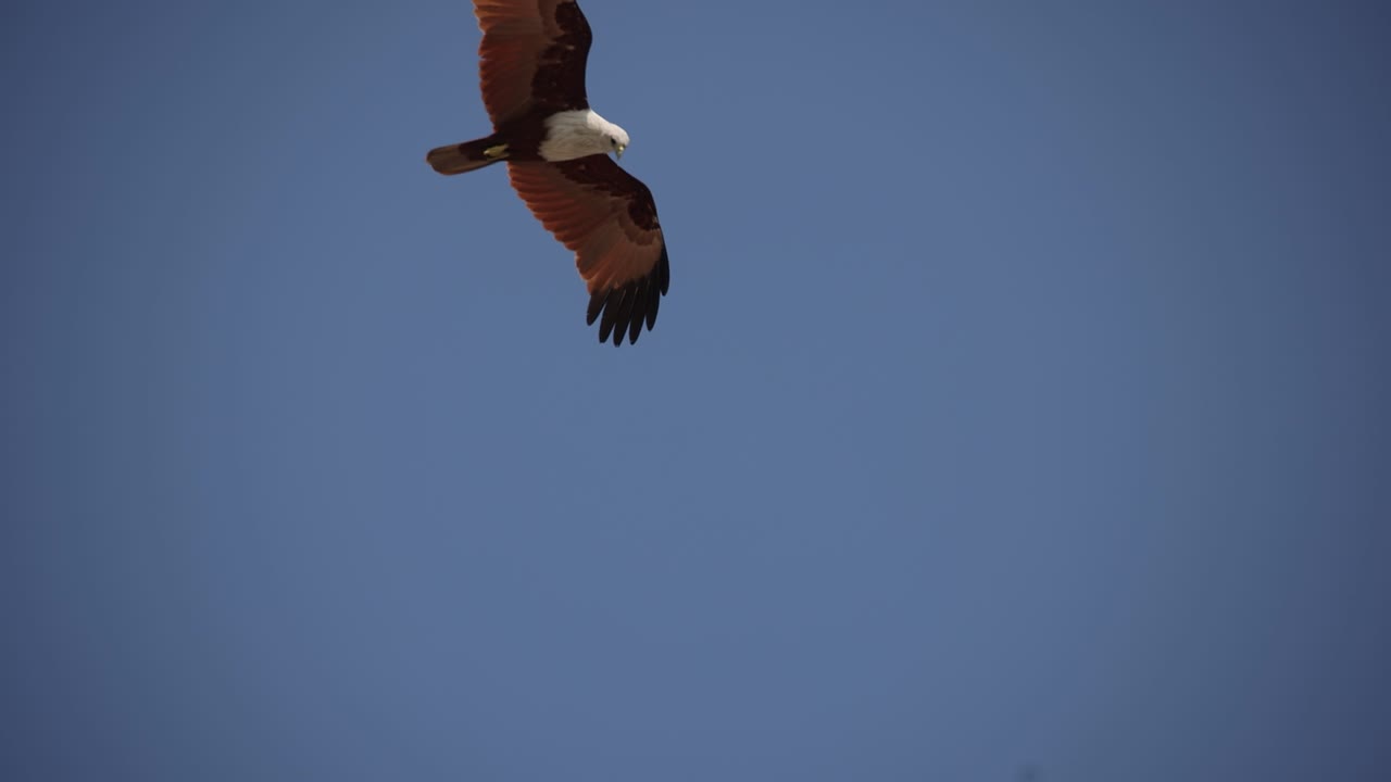 águila flotando sobre el cielo para cazar peces