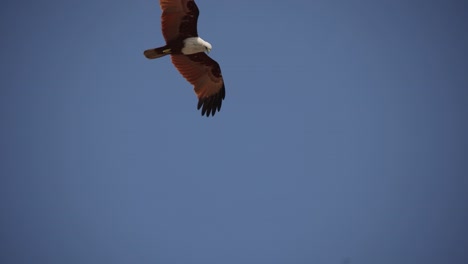 Eagle-hovering-over-the-sky-to-hunt-fish