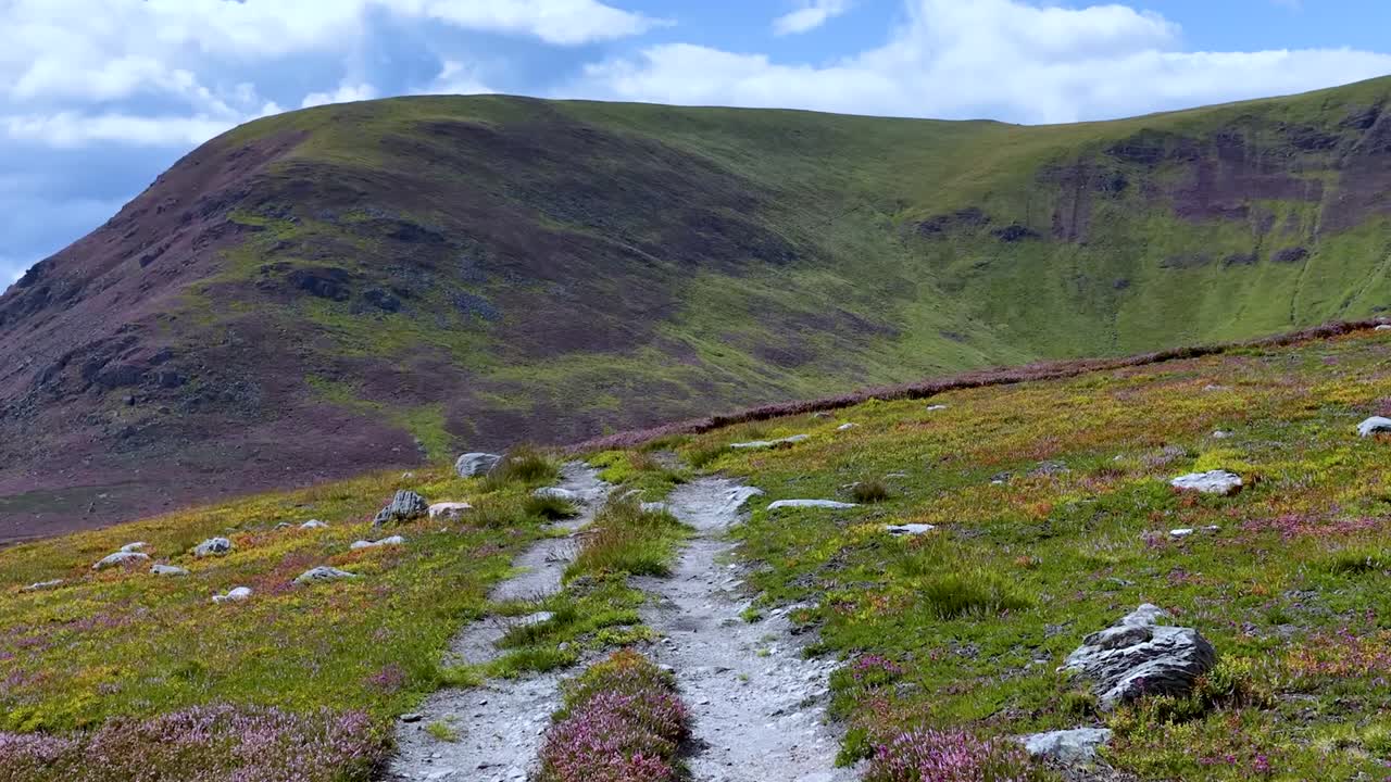 La telecamera avanza lungo uno stretto sentiero di montagna circondato da erica viola in fiore e colline.