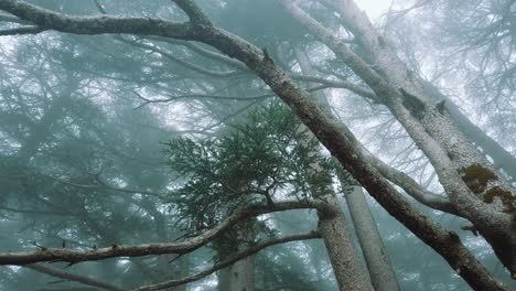 bosque lleno de árboles de cedro alrededor, en tiempo de niebla, temporada de invierno, en el parque nacional de chrea - argelia