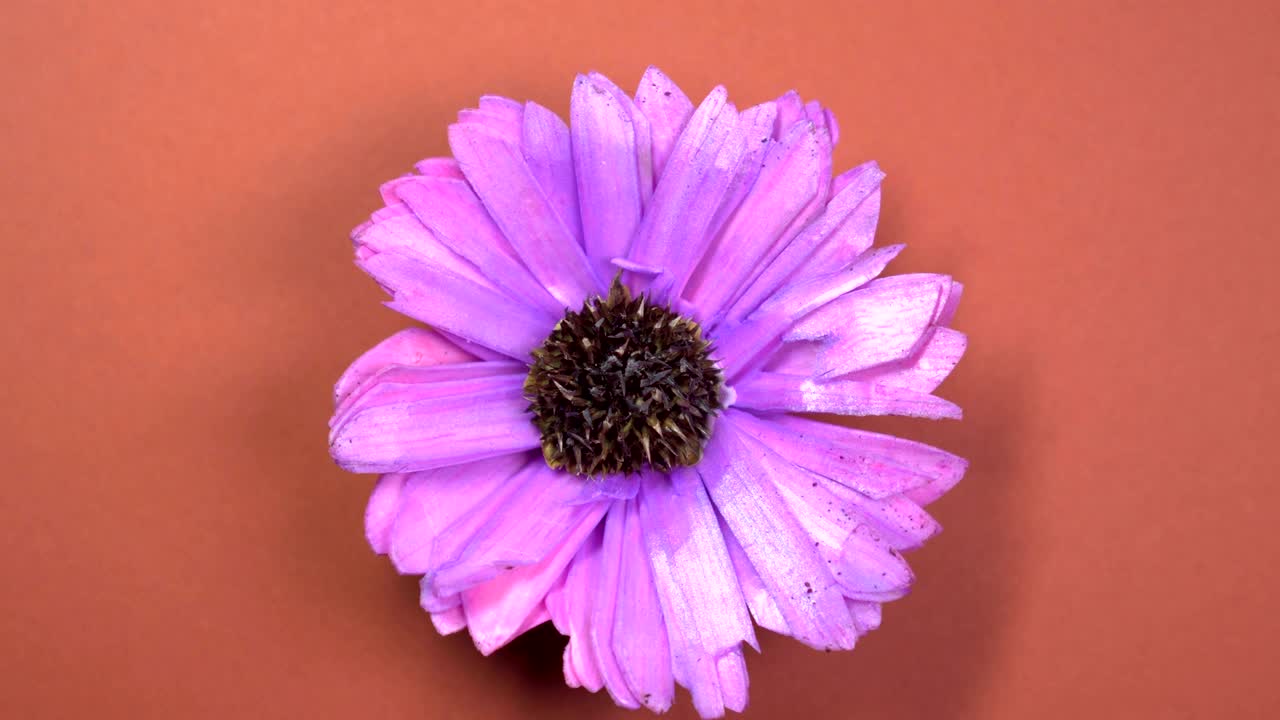 la flor del cosmos de color lila gira lentamente sobre un fondo marrón giratorio.