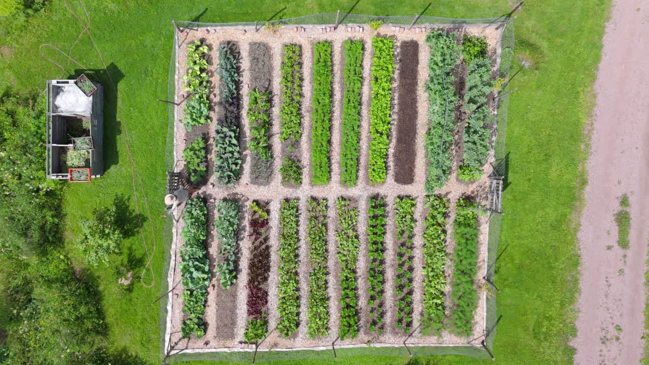 Aerial View of an Organized Vegetable Garden with a Gardener