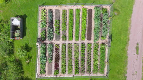 aerial view of an organized vegetable garden with a gardener
