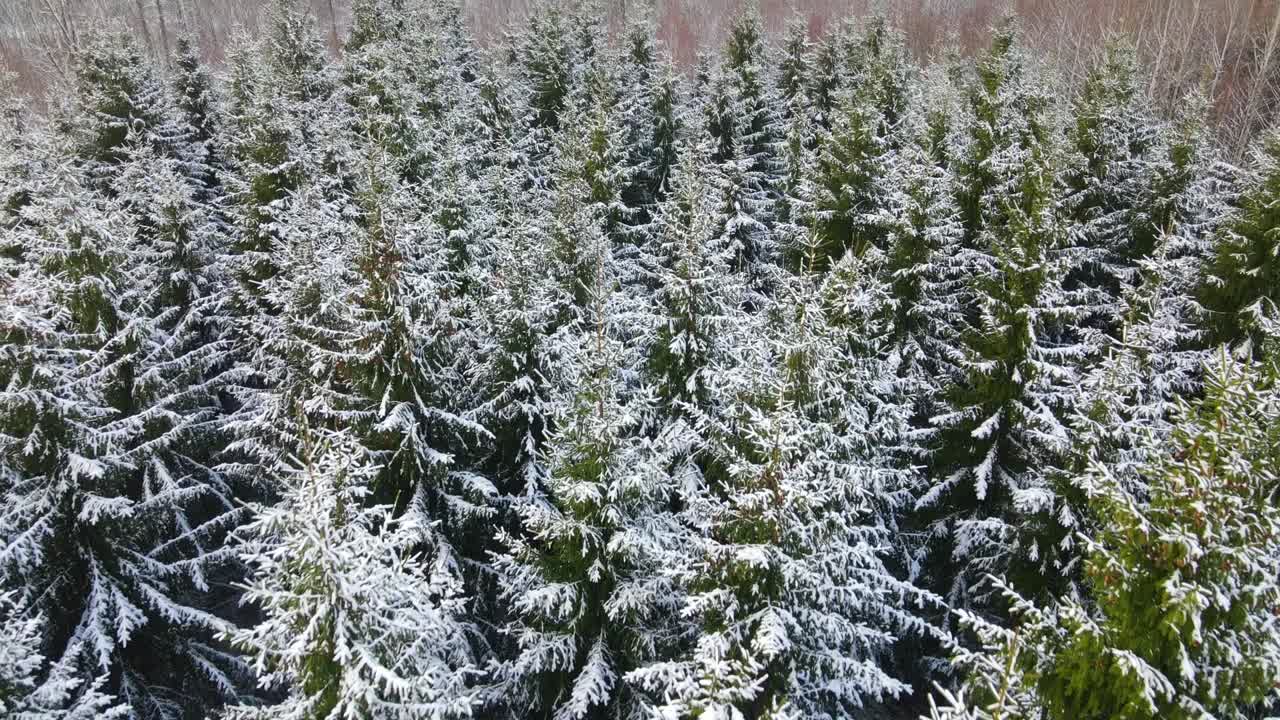 위에서 가문비 나무 꼭대기