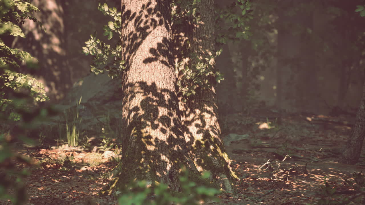 Close-up of a tree trunk in a forest