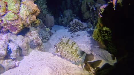 silver fish at the bottom of underwater cave