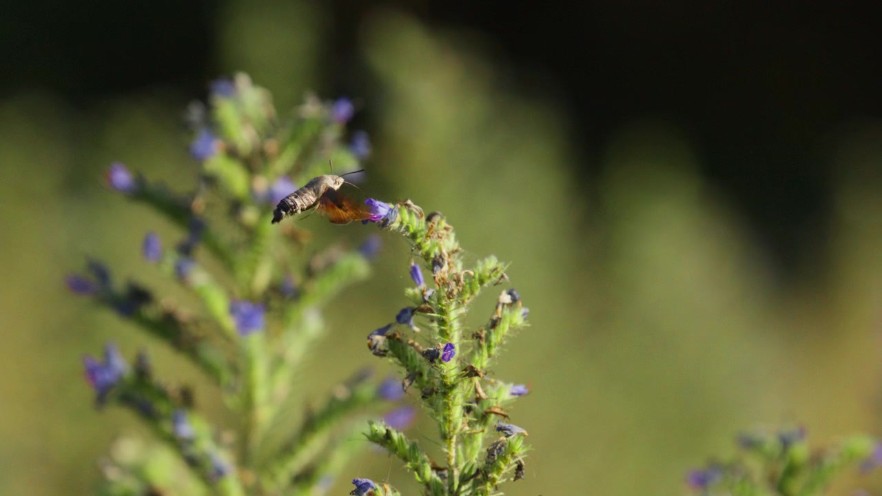 Closeup slomo view of hummingbird hawk-moth sucking nectar from Viper's Bugloss