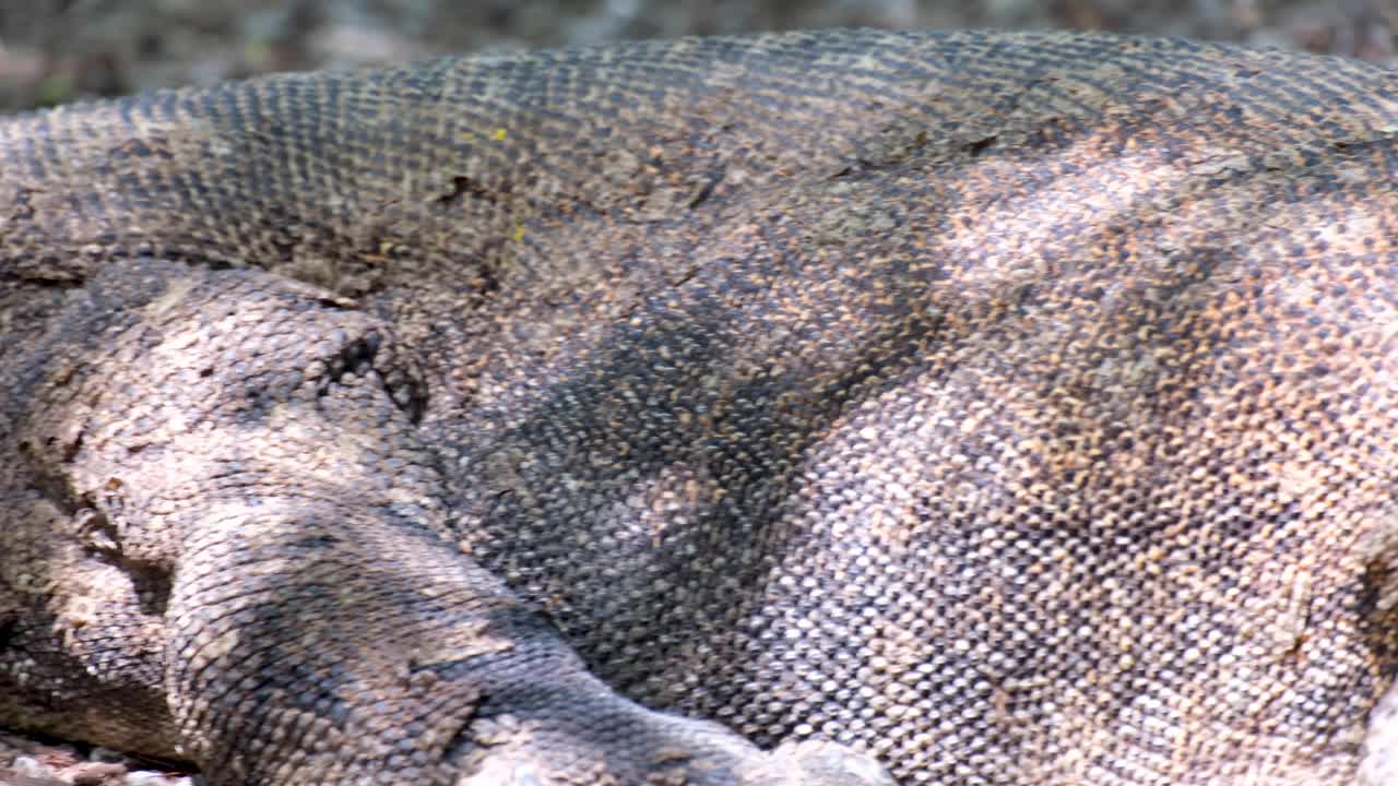 Resting Komodo Dragon closeup of armoured skin, pan left to right, in Komodo National Park, Komodo Island, Lesser Sunda chain of Indonesian