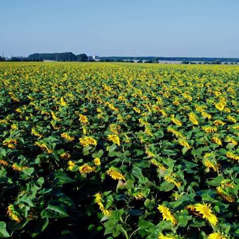 campo de girasol