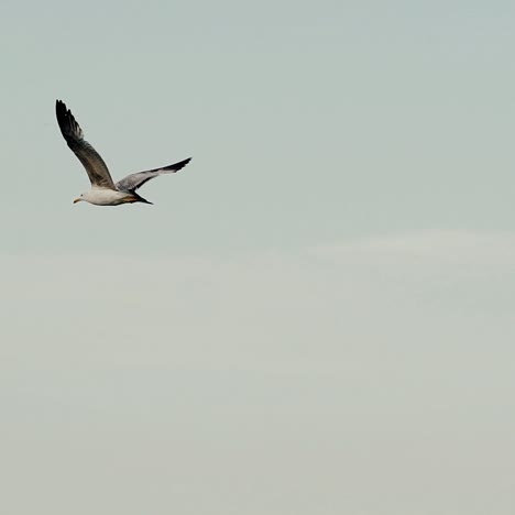 seagull flying in the blue sky. slow motion.
