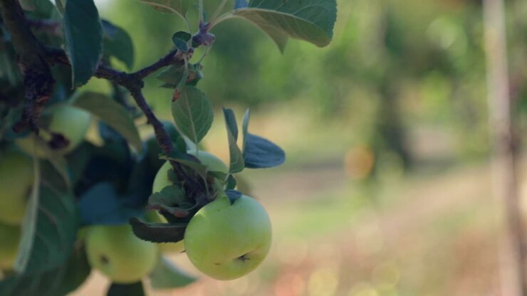 Mano che raccoglie una mela verde matura sull'albero