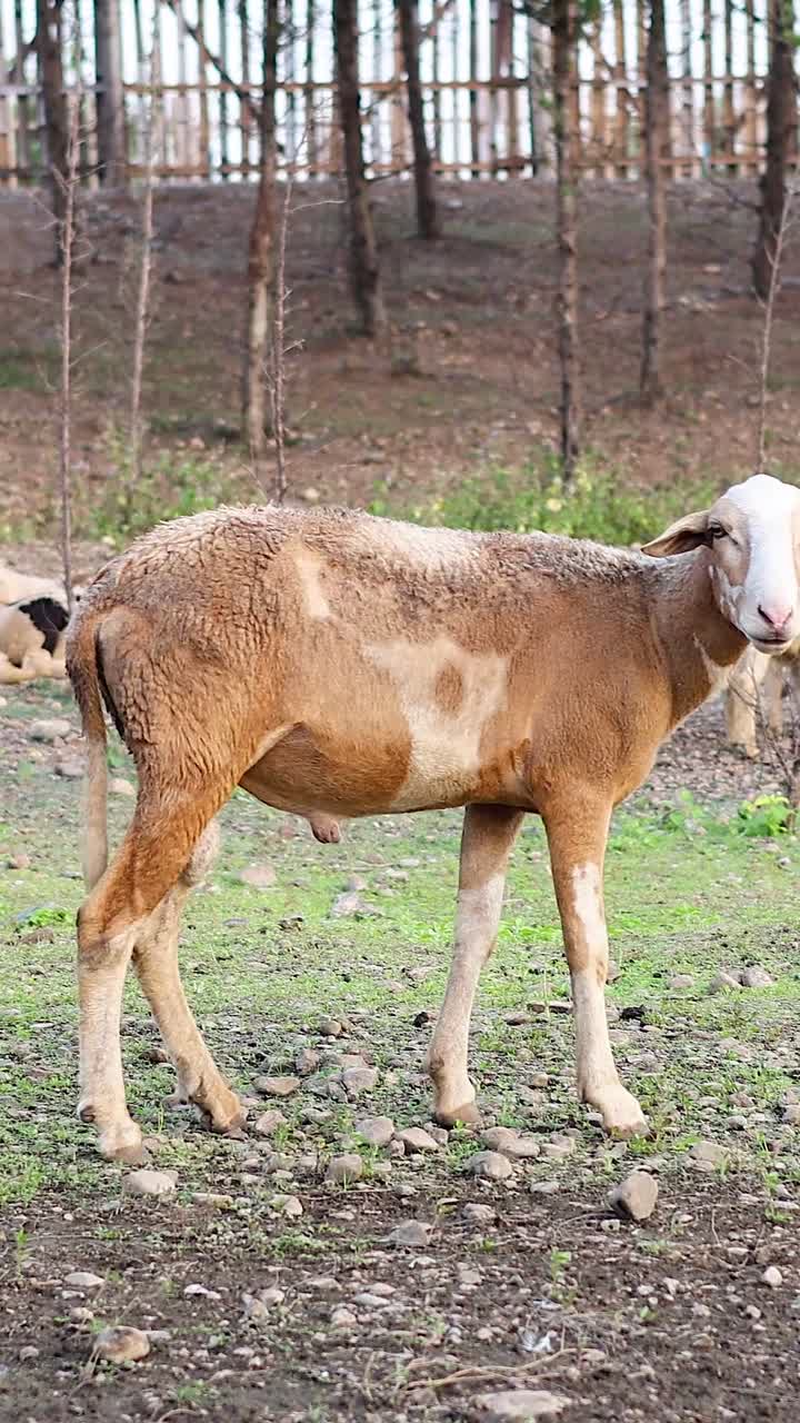 Gregge di pecore che pascola su vegetazione rada
